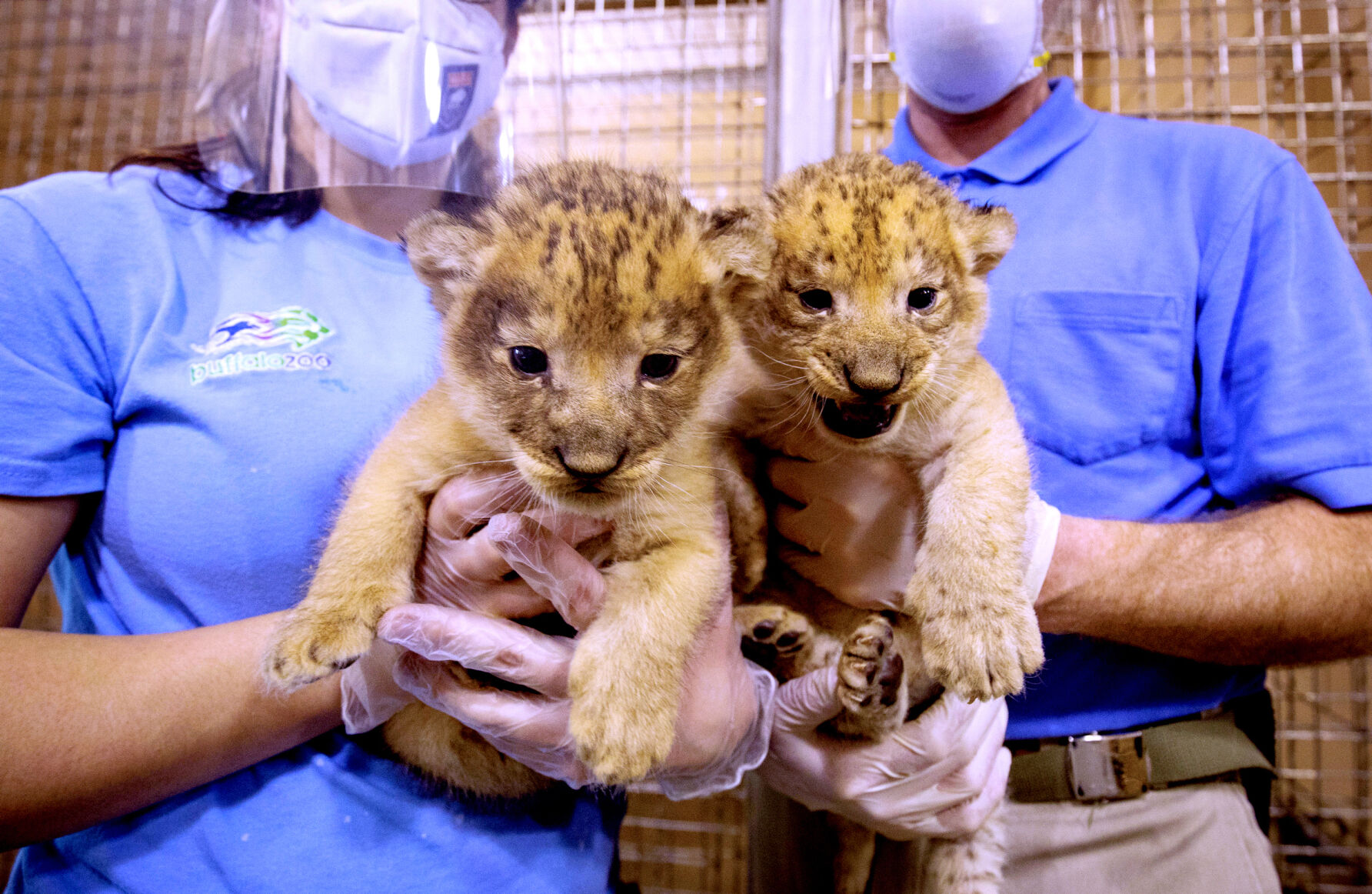 Two cubs at the Buffalo Zoo